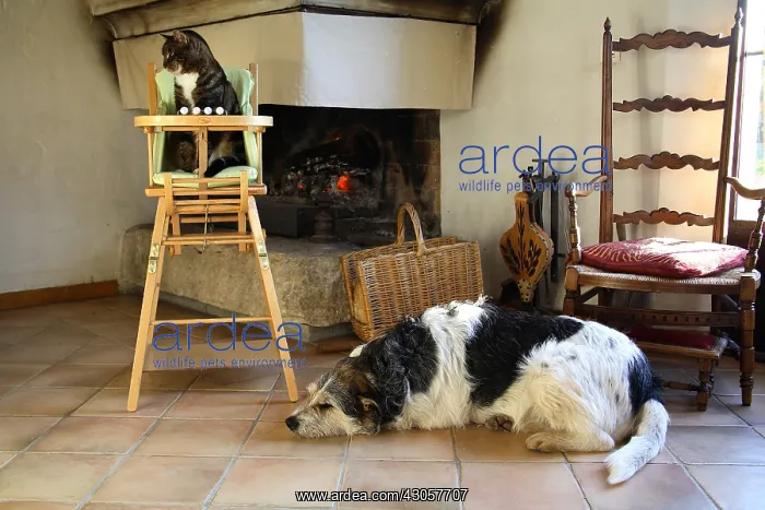 : Cat sitting on a chair baby and dog lying France : Cat sitting on a chair baby and dog lying France