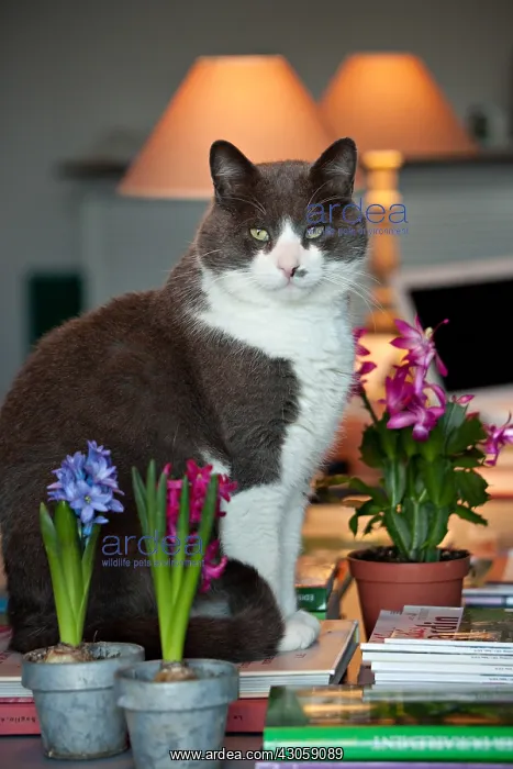 : Cat sitting on a desk with hyacinthes in bloom : Cat sitting on a desk with hyacinthes in bloom
