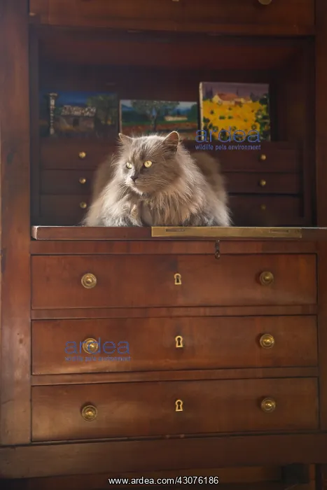 : Cat sitting on the edge of a secretary : Cat sitting on the edge of a secretary