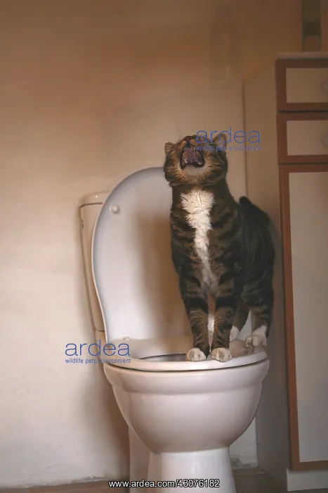 : Cat sitting on the edge of the toilet bowl : Cat sitting on the edge of the toilet bowl