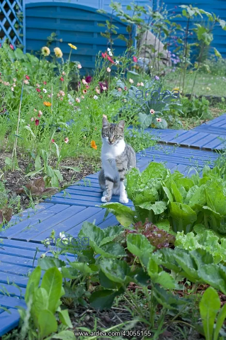 : Cat sitting in a flowered kitchen garden : Cat sitting in a flowered kitchen garden