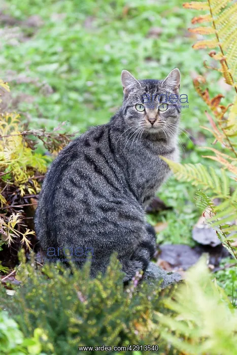 : Cat - sitting in garden : Cat - sitting in garden