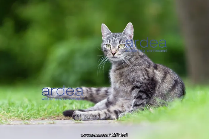 : Cat - sitting in garden : Cat - sitting in garden