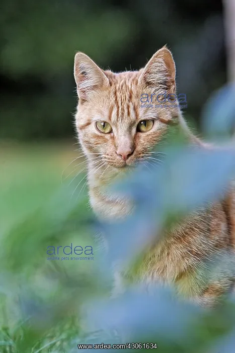 : Cat sitting in a garden France : Cat sitting in a garden France