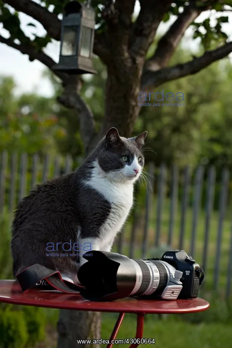 : Cat sitting on a garden table in front of a camera : Cat sitting on a garden table in front of a camera