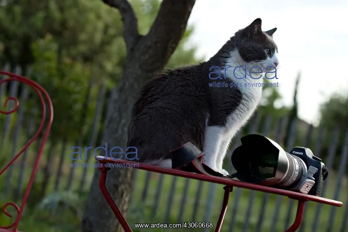 : Cat sitting on a garden table in front of a camera : Cat sitting on a garden table in front of a camera