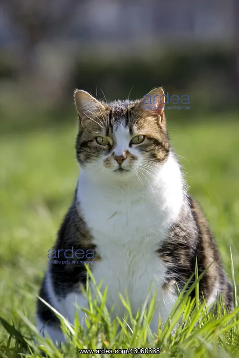  : Cat sitting in grass Franche-Comte France
