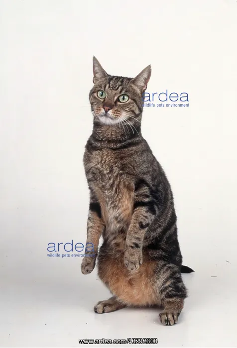 : CAT - sitting up on hind legs : CAT - sitting up on hind legs
