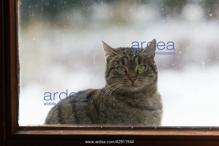 : Cat - sitting in front of house door in winter : Cat - sitting in front of house door in winter