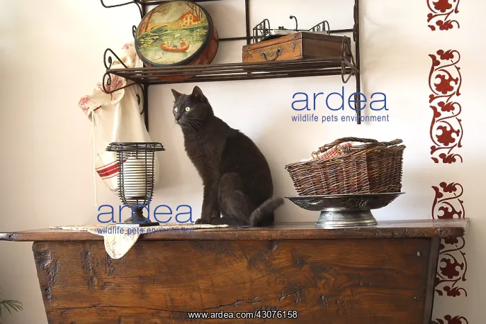 : Cat sitting on a living room furniture : Cat sitting on a living room furniture