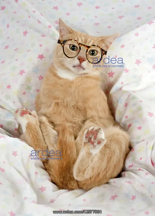 : Cat - sitting lying back on the sofa wearing glasses : Cat - sitting lying back on the sofa wearing glasses