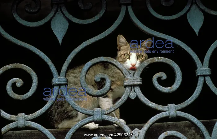 : Cat - sitting behind metal / wrought-iron fence : Cat - sitting behind metal / wrought-iron fence