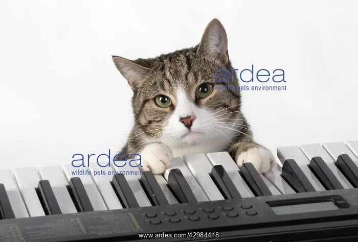 : CAT. sitting at piano keyboard, paws on keys : CAT. sitting at piano keyboard, paws on keys