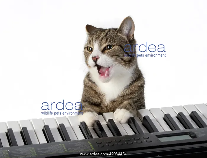 : CAT. sitting at piano keyboard, paws on keys : CAT. sitting at piano keyboard, paws on keys