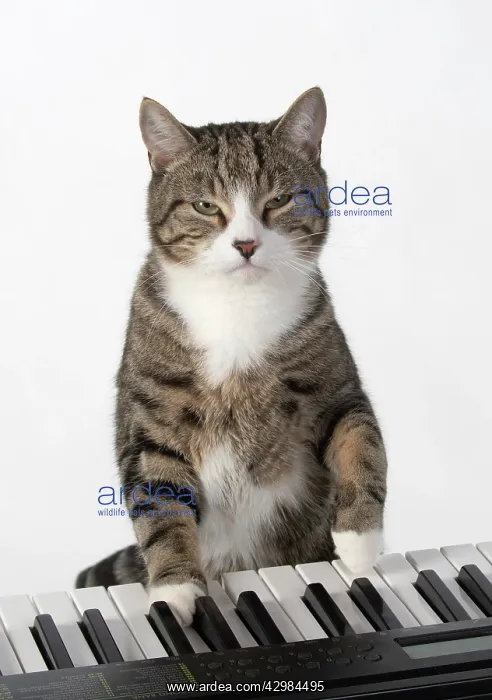: CAT. sitting at piano keyboard, paws on keys : CAT. sitting at piano keyboard, paws on keys