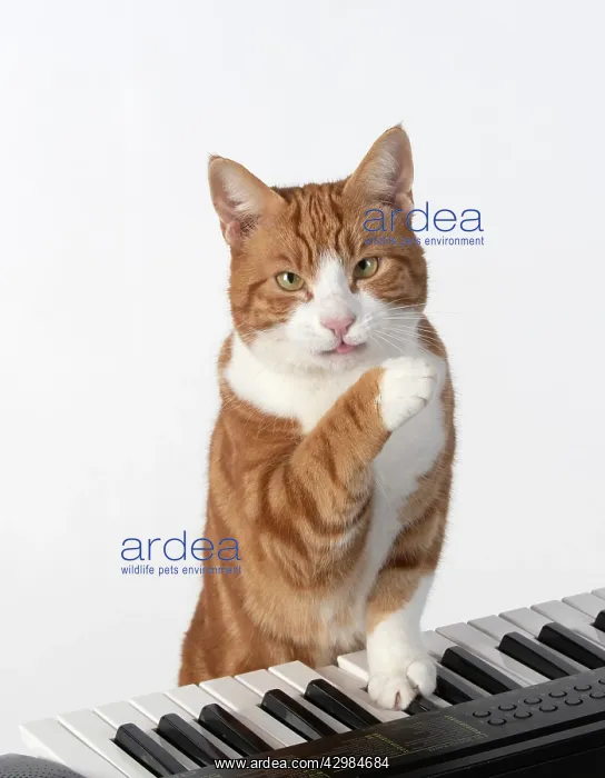 : CAT. sitting at piano keyboard, paws on keys : CAT. sitting at piano keyboard, paws on keys