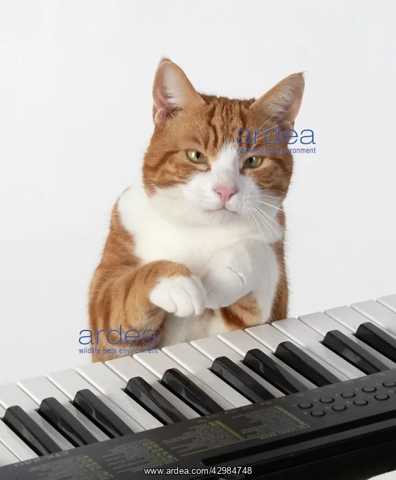 : CAT. sitting at piano keyboard, paws on keys : CAT. sitting at piano keyboard, paws on keys