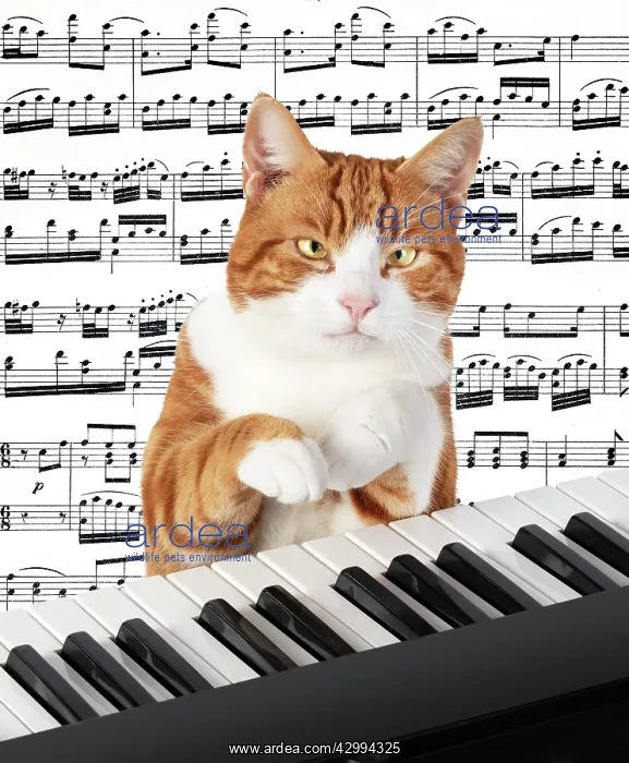 : Cat sitting at a piano / keyboard, paws on keys : Cat sitting at a piano / keyboard, paws on keys