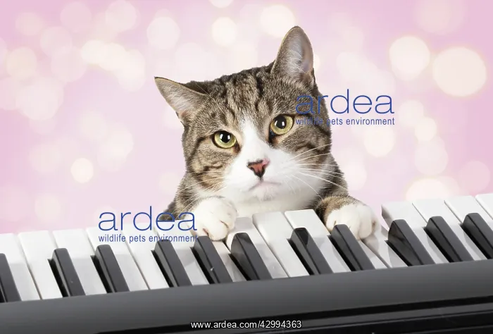 : Cat sitting at a piano / keyboard, paws on keys : Cat sitting at a piano / keyboard, paws on keys