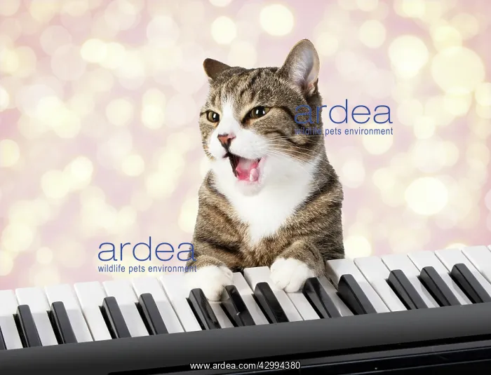 : Cat sitting at a piano / keyboard, paws on keys : Cat sitting at a piano / keyboard, paws on keys