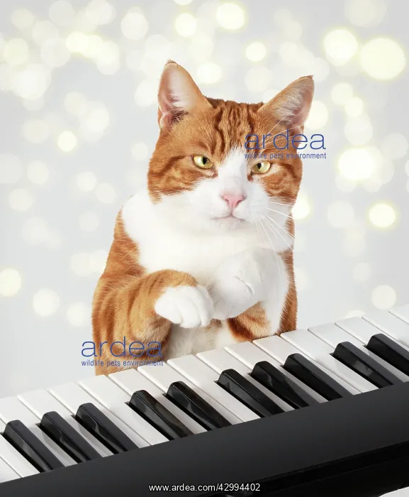 : Cat sitting at a piano / keyboard, paws on keys : Cat sitting at a piano / keyboard, paws on keys