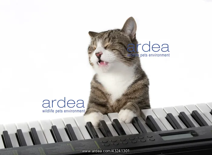 : CAT. sitting at piano keyboard, paws on keys : CAT. sitting at piano keyboard, paws on keys