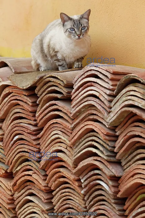  : Cat sitting on pile of roof tiles