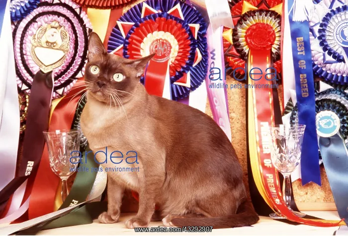  : CAT - SITTING AMONG PRIZES