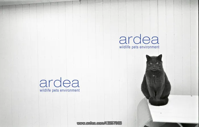 : Cat sitting Refuge of Beauregard France : Cat sitting Refuge of Beauregard France