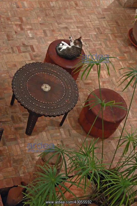 : Cat sitting in a riad Marrakech Morocco : Cat sitting in a riad Marrakech Morocco