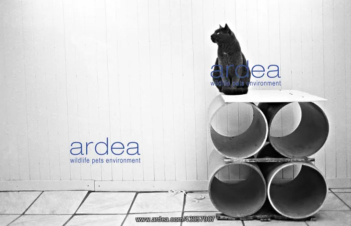 : Cat sitting on rollers Refuge of Beauregard France : Cat sitting on rollers Refuge of Beauregard France