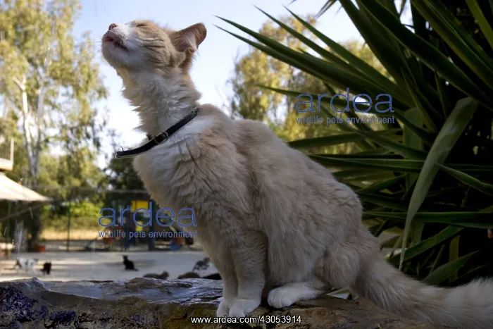  : Cat sitting in a sanctuary for cats Cyprus