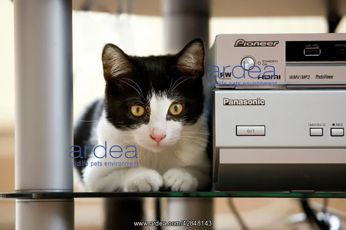  : Cat - sitting on shelf at home by stereo