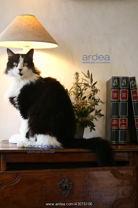 : Cat sitting on a small cabinet : Cat sitting on a small cabinet