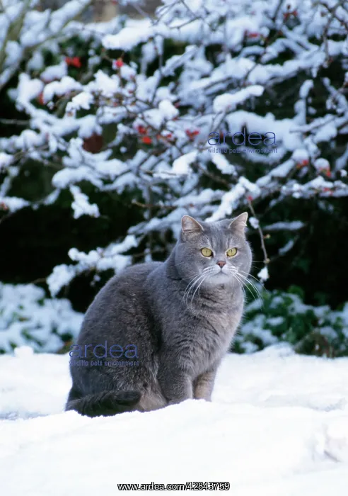 : Cat - sitting in the snow : Cat - sitting in the snow