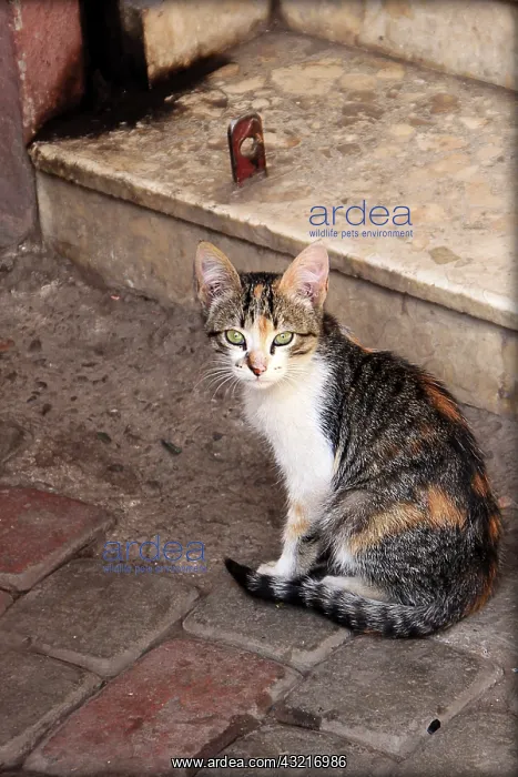 : Cat sitting in front of a staircase - Marrakech Morocco : Cat sitting in front of a staircase - Marrakech Morocco