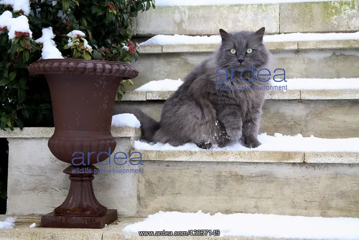 : Cat sitting on the stairs covered with snow : Cat sitting on the stairs covered with snow