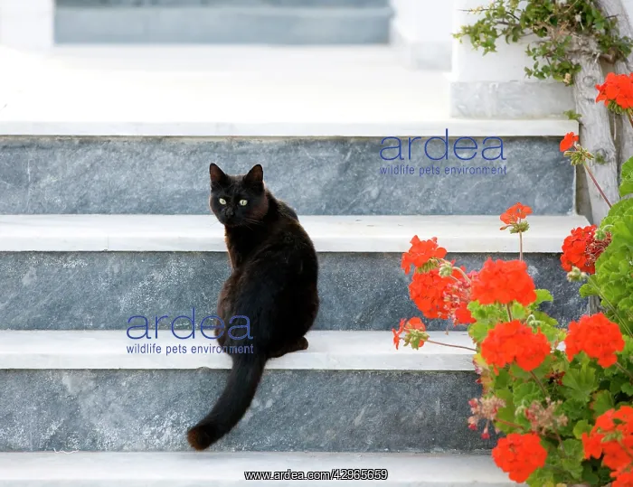 : Cat - sitting on steps - Stray : Cat - sitting on steps - Stray
