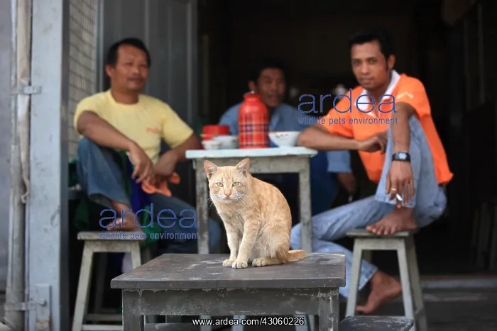 : Cat sitting on a stool in front of a cafe in Hsipaw Burma : Cat sitting on a stool in front of a cafe in Hsipaw Burma