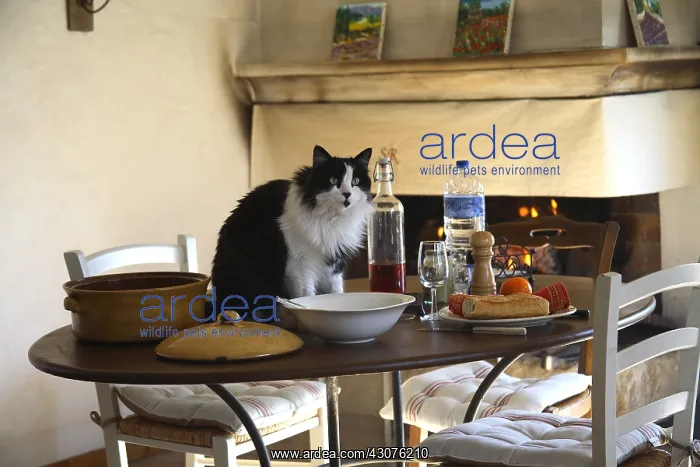 : Cat sitting on the table in the dining room : Cat sitting on the table in the dining room