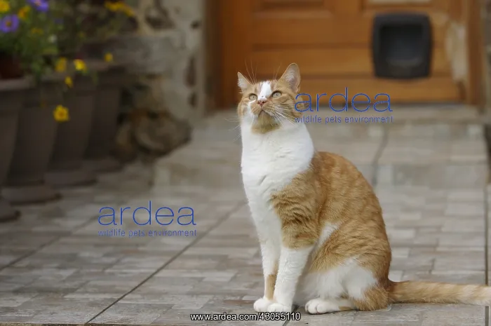 : Cat sitting on a terrace watching the birds France : Cat sitting on a terrace watching the birds France