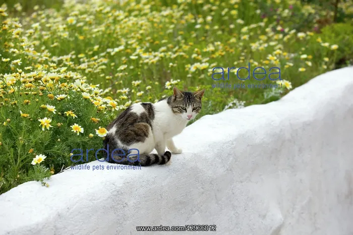 : Cat - sitting on wall next to flowers - Stray : Cat - sitting on wall next to flowers - Stray