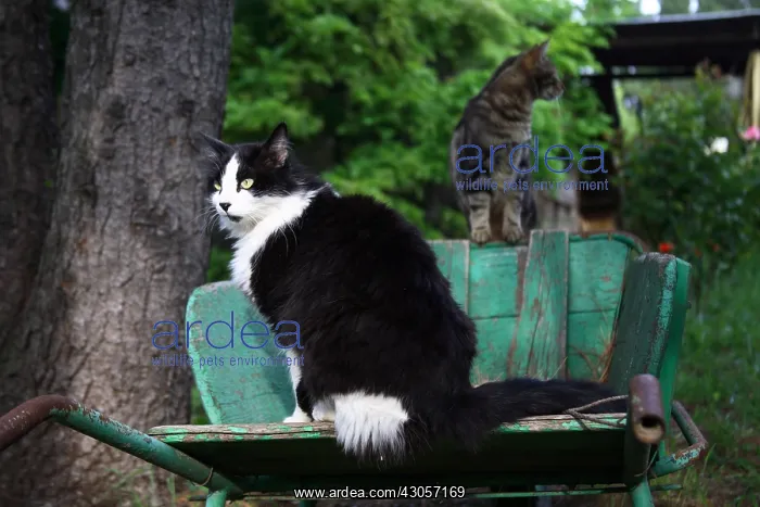 : Cat sitting in a wheelbarrow : Cat sitting in a wheelbarrow