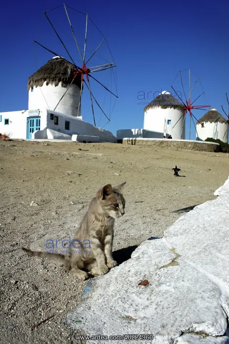 : Cat sitting in front of the windmills of Mykonos - Greece : Cat sitting in front of the windmills of Mykonos - Greece