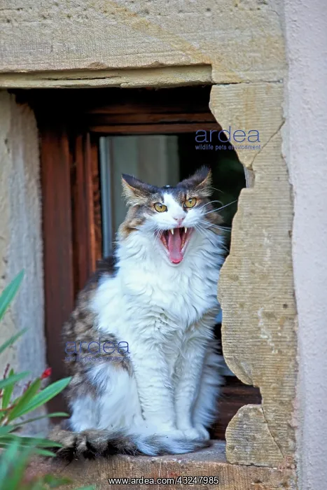 : Cat sitting in a window recess - France : Cat sitting in a window recess - France