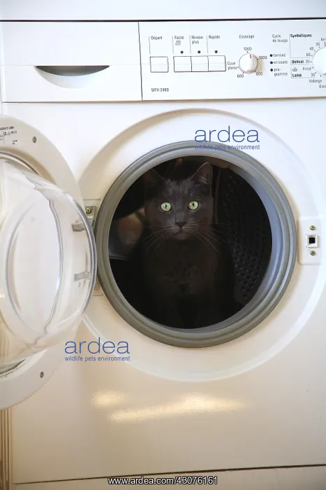 : Cat sitting at the window of a washing machine : Cat sitting at the window of a washing machine