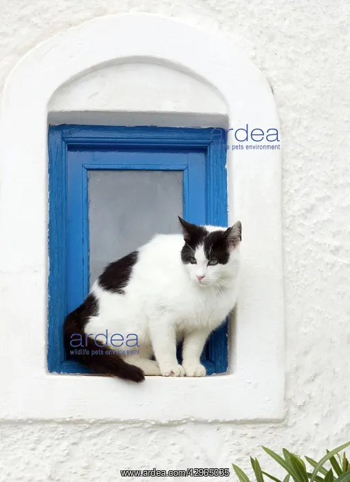 : Cat - sitting on a windowsill : Cat - sitting on a windowsill