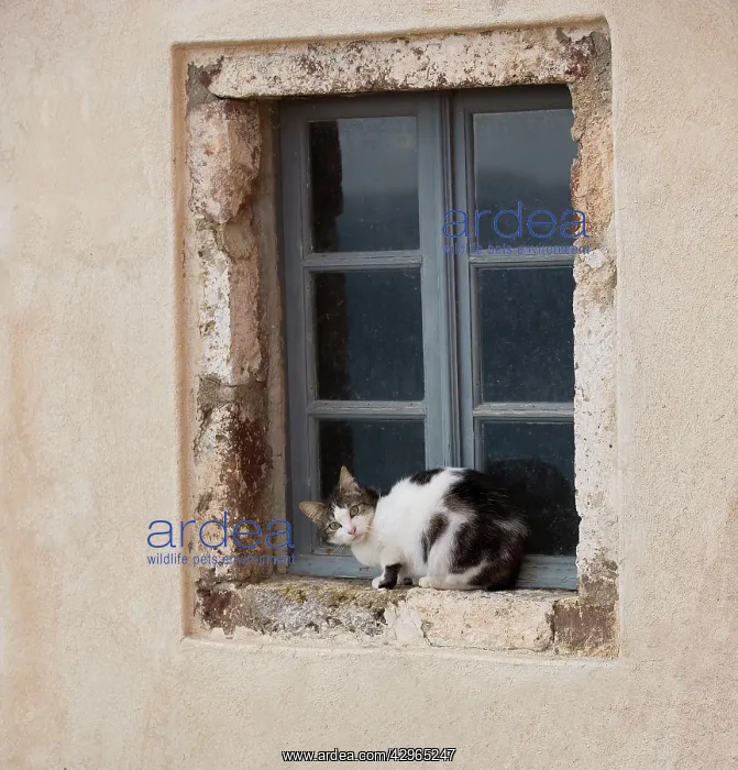 : Cat - sitting on windowsill - Stray : Cat - sitting on windowsill - Stray