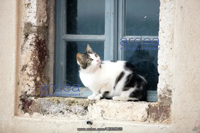 : Cat - sitting on windowsill - Stray : Cat - sitting on windowsill - Stray
