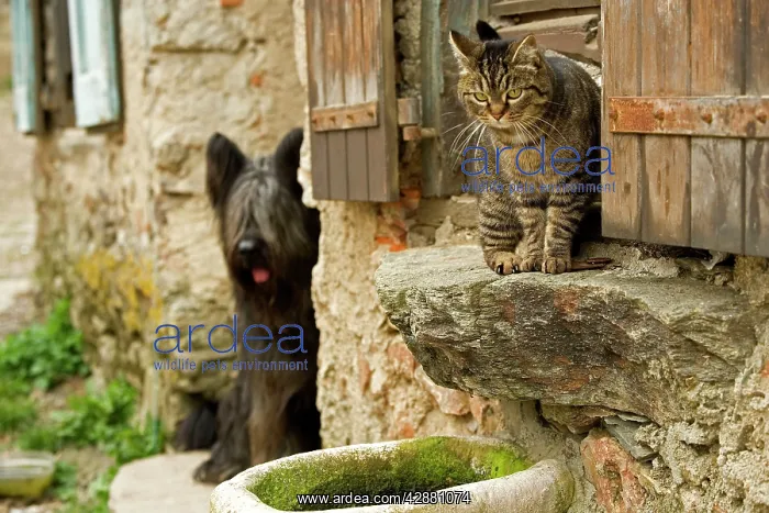: Cat - sitting on windowsill being watch by dog : Cat - sitting on windowsill being watch by dog